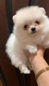 Очаровательные девочки