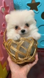 Очаровательные девочки