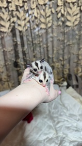 Сріблястий цукровий посум, поссум, цукрова білка, білка летяга