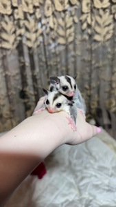 Сріблястий цукровий посум, поссум, цукрова білка, білка летяга