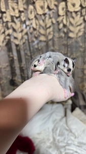 Сріблястий цукровий посум, поссум, цукрова білка, білка летяга