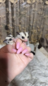 Сріблястий цукровий посум, поссум, цукрова білка, білка летяга