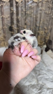 Сріблястий цукровий посум, поссум, цукрова білка, білка летяга