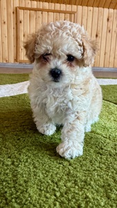 Цуценята МАЛЬТІПУ F 1