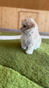 Цуценята МАЛЬТІПУ F 1