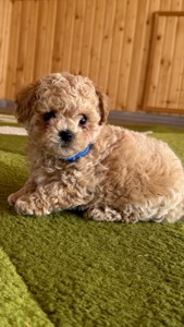 Цуценята МАЛЬТІПУ F 1