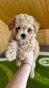 Цуценята МАЛЬТІПУ F 1