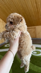 Цуценята МАЛЬТІПУ F 1