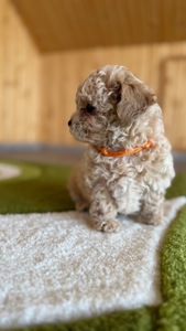 Цуценята МАЛЬТІПУ F 1