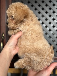 Цуценята МАЛЬТІПУ F 1