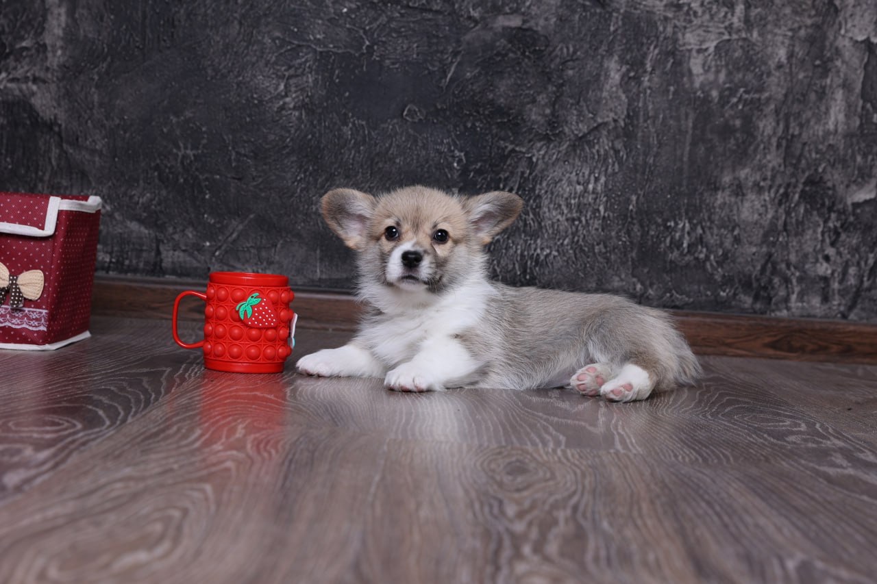 Цуценята вельш коргі