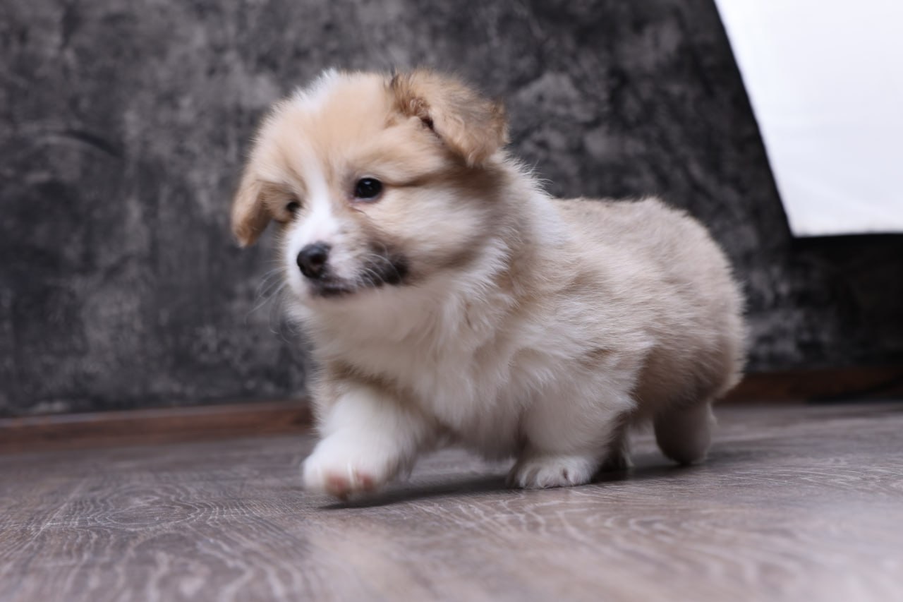 Цуценята вельш коргі