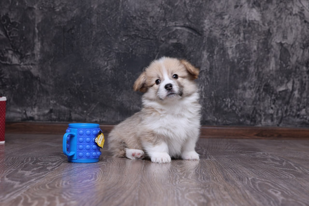 Цуценята вельш коргі