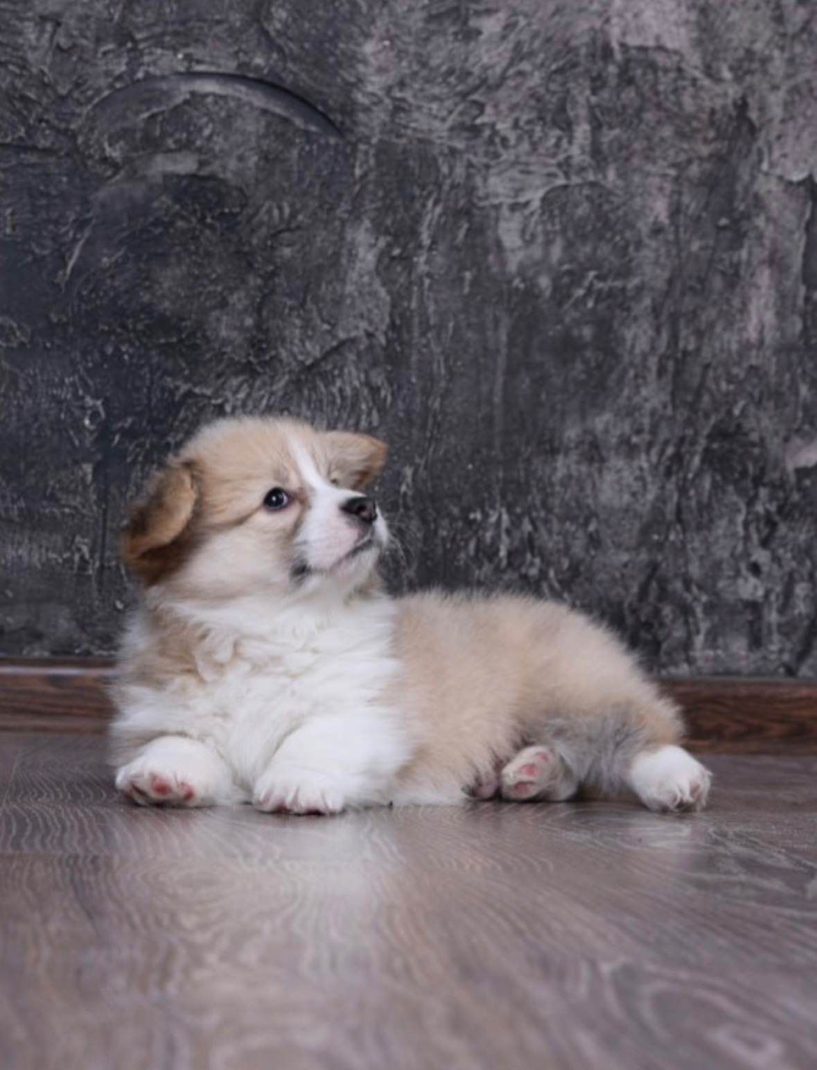 Цуценята вельш коргі