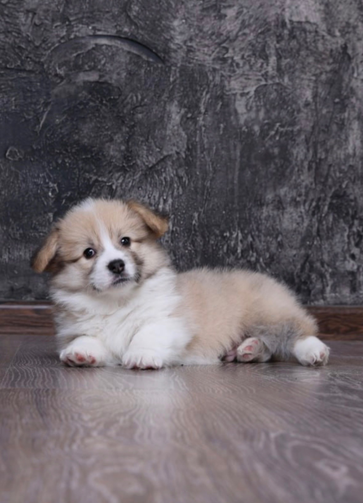 Цуценята вельш коргі