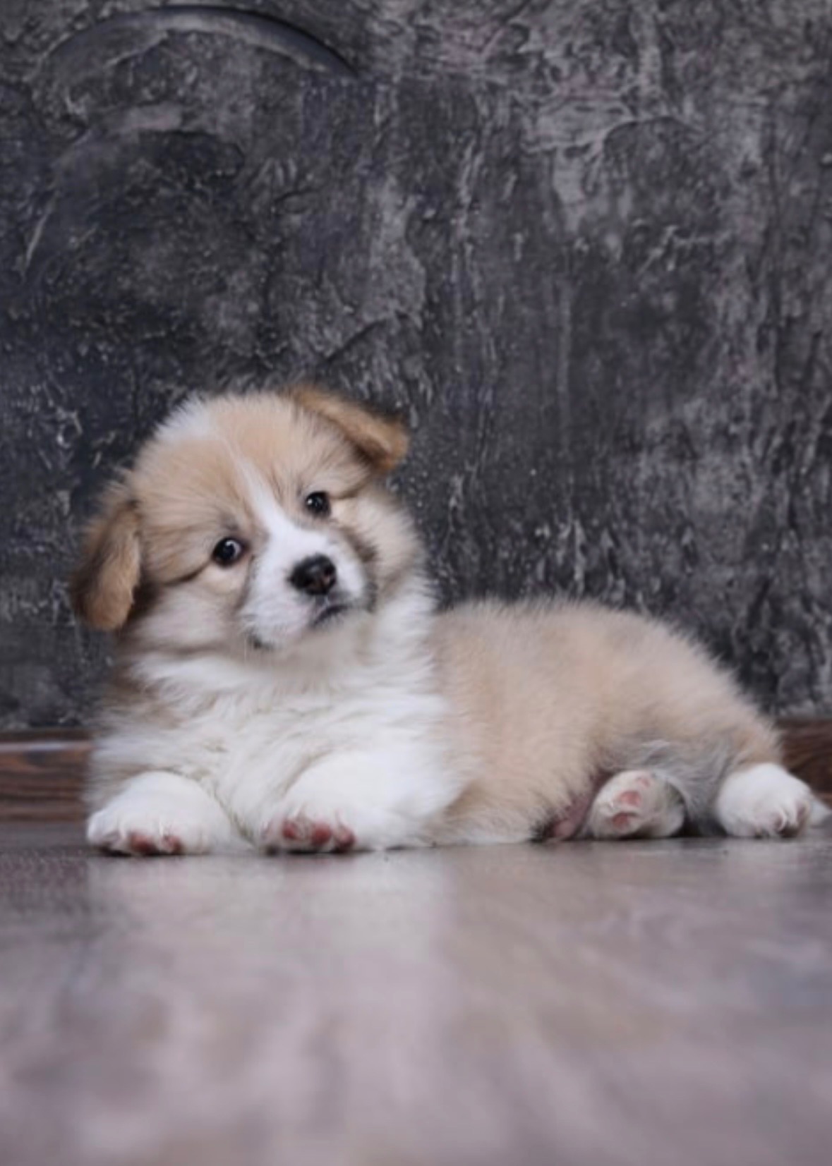 Цуценята вельш коргі