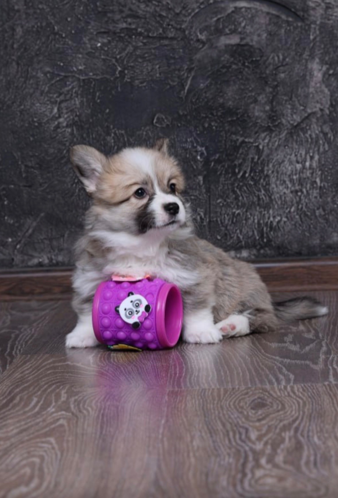 Цуценята вельш коргі