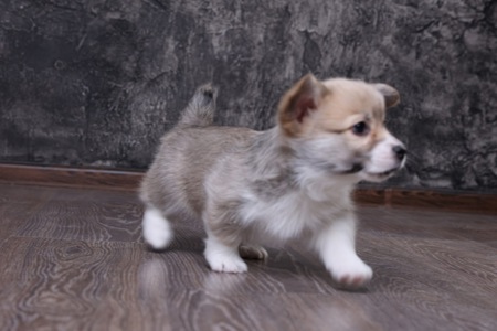 Цуценята вельш коргі