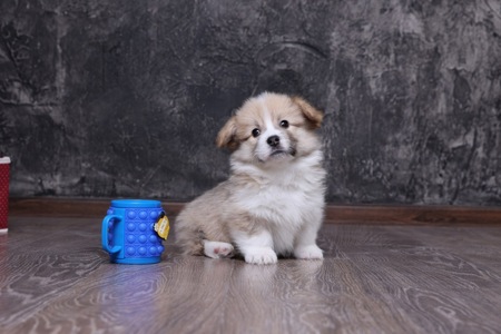 Цуценята вельш коргі