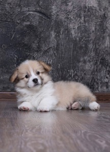 Цуценята вельш коргі