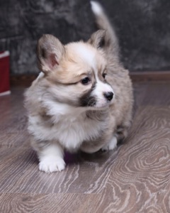 Цуценята вельш коргі