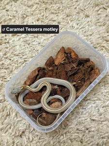 Маїсові полози різних морф