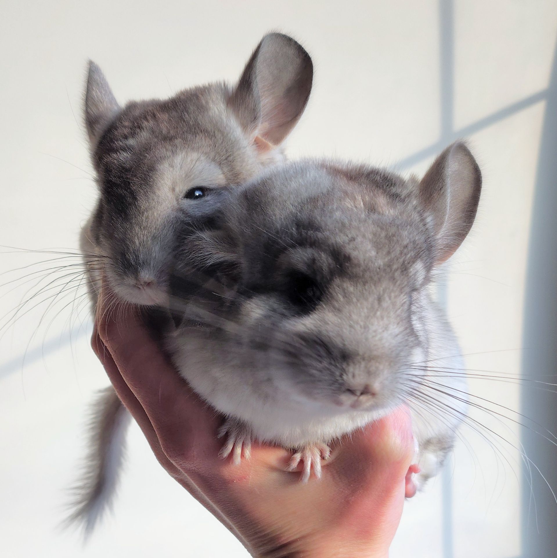 Білі шиншилята🤍