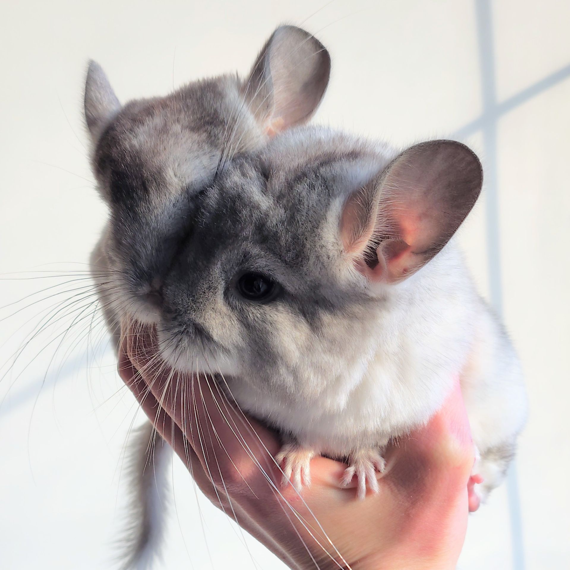 Білі шиншилята🤍