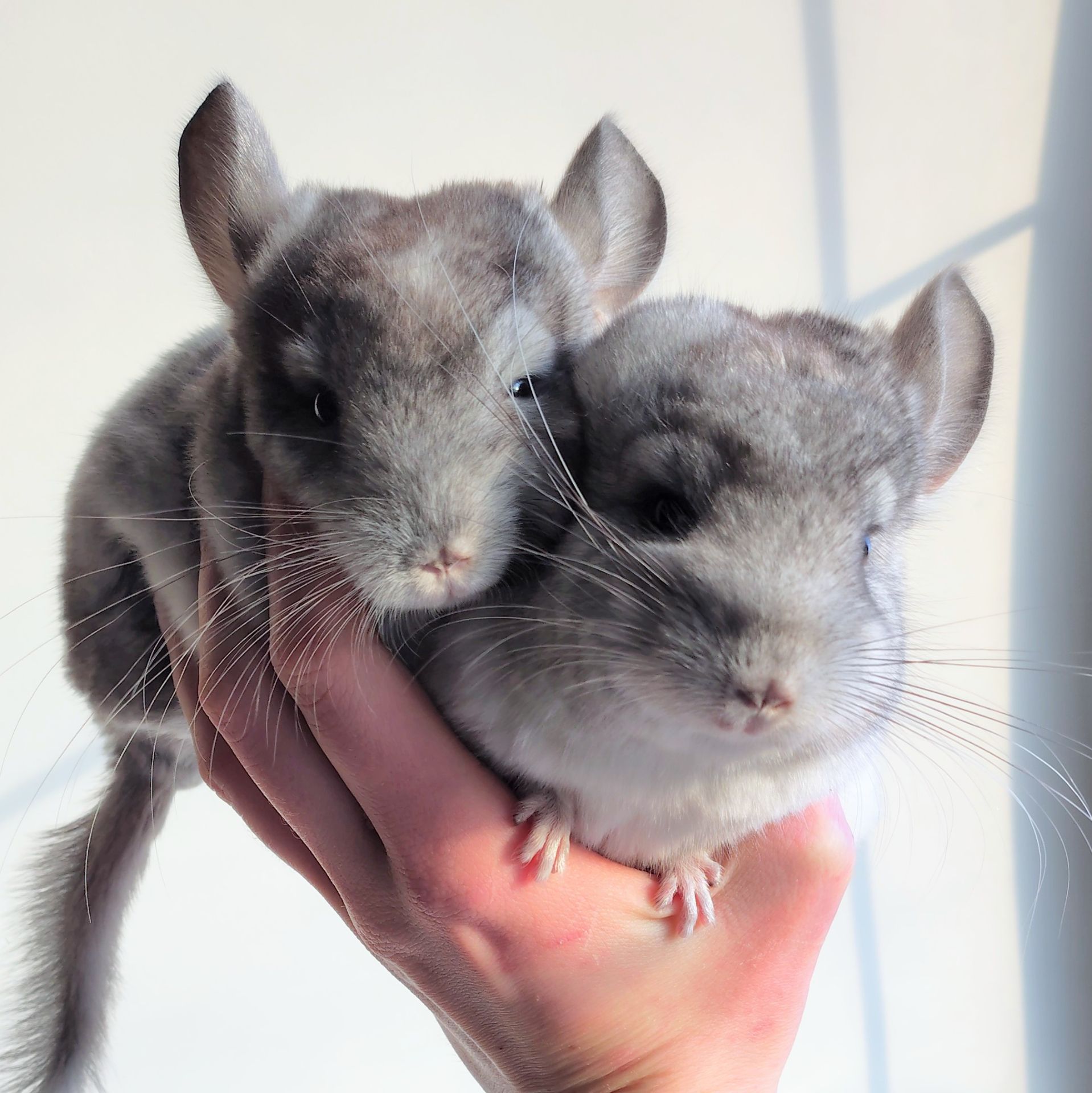 Білі шиншилята🤍