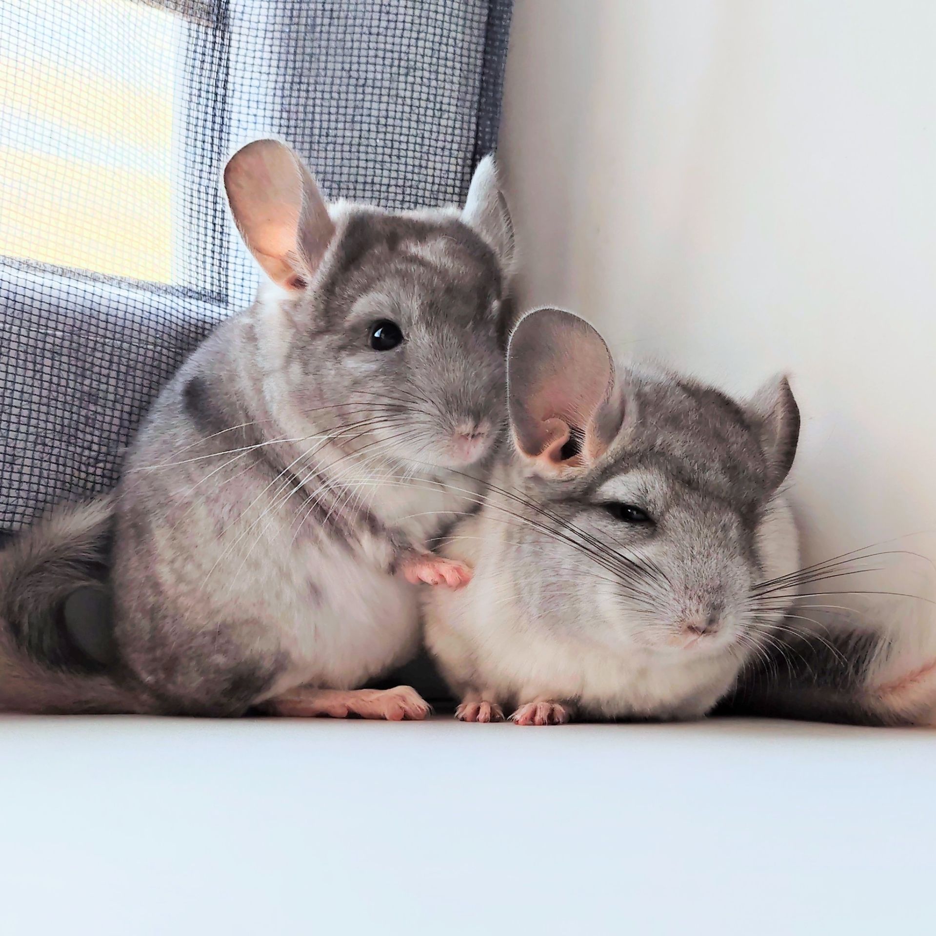 Білі шиншилята🤍