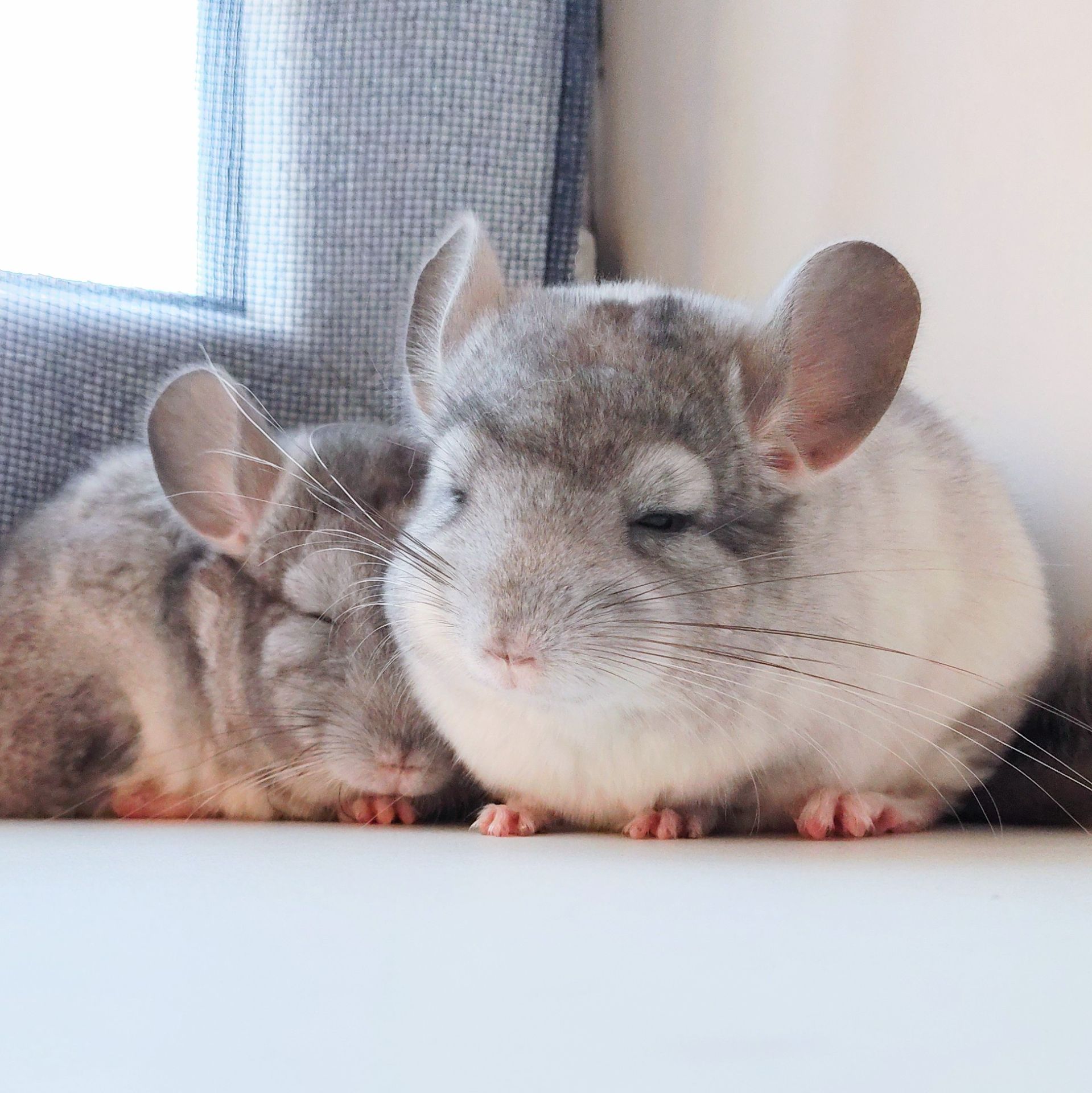 Білі шиншилята🤍