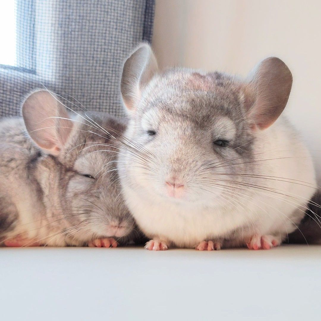 Білі шиншилята🤍