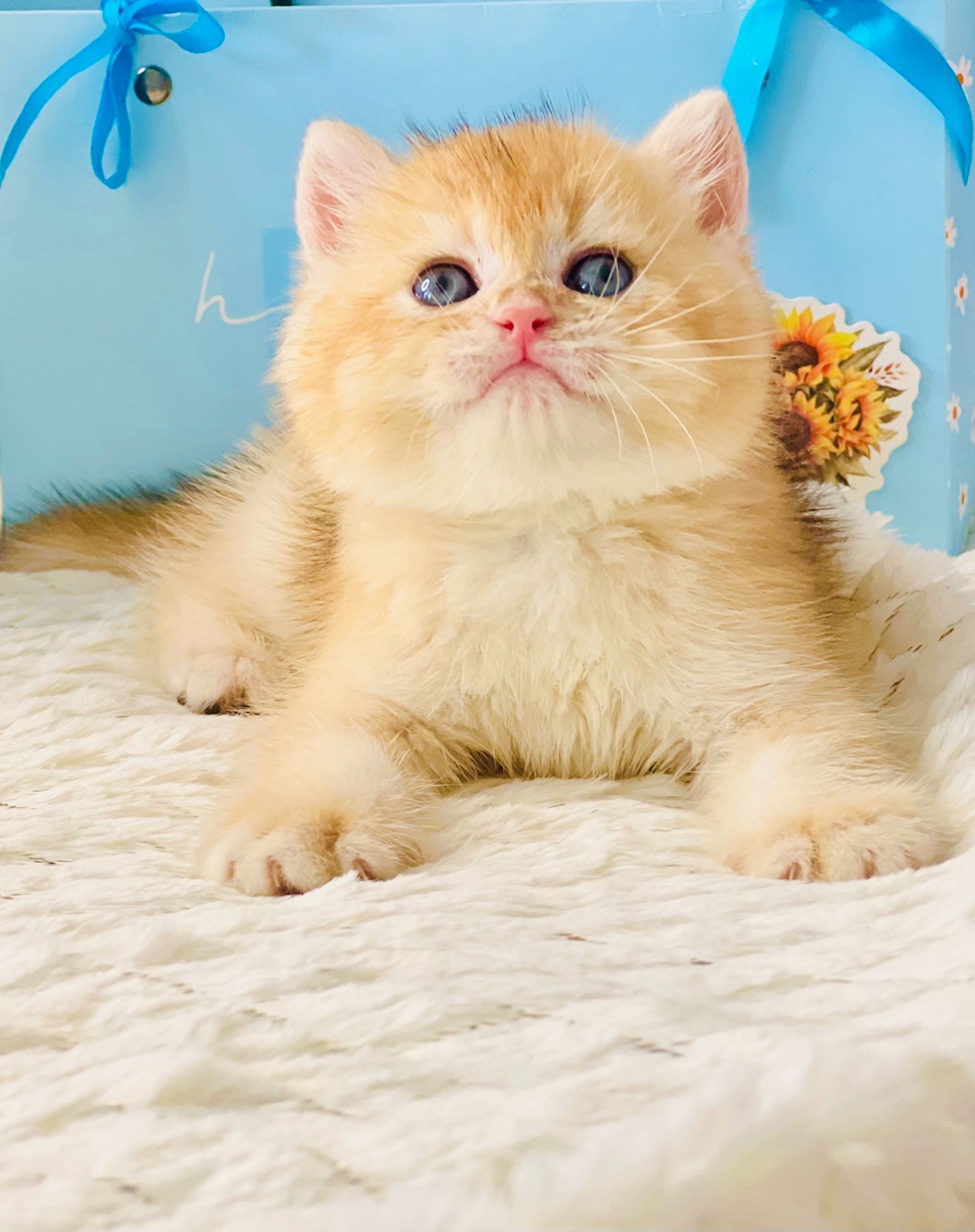 Британська золота шиншилла