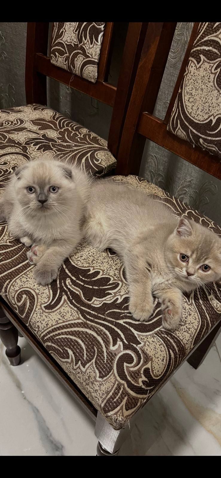 Продаються кошенята шотландські віком 2 місяці