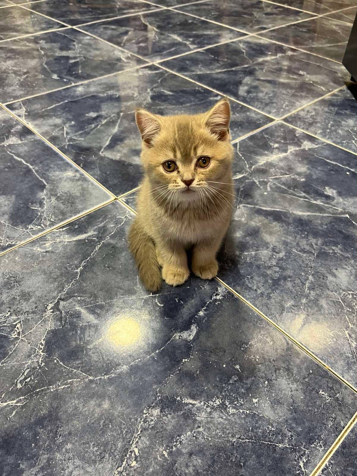 Продаються кошенята шотландські віком 2 місяці