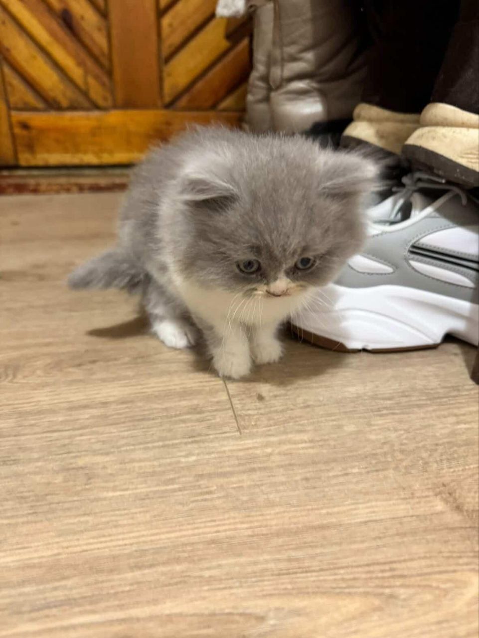 Кошеня висловухого шотландця