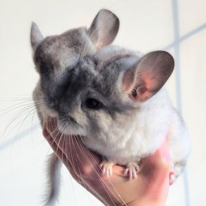 Білі шиншилята🤍