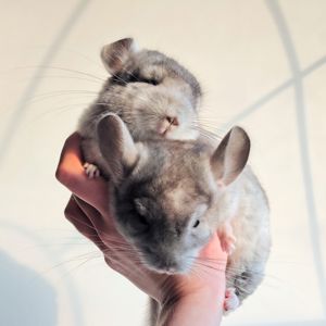 Білі шиншилята🤍