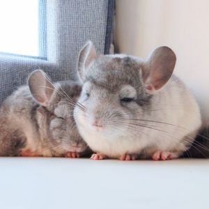 Білі шиншилята🤍