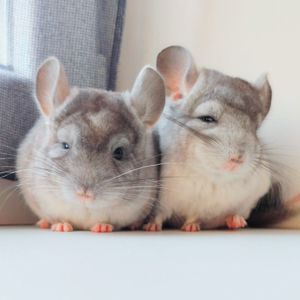 Білі шиншилята🤍