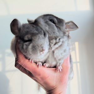 Білі шиншилята🤍