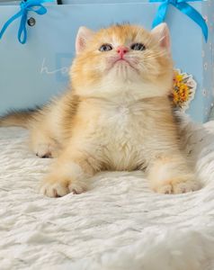 Британська золота шиншилла