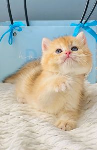 Британська золота шиншилла