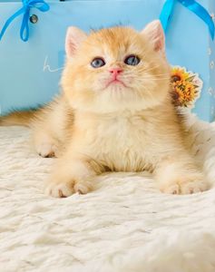 Британська золота шиншилла