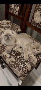 Продаються кошенята шотландські віком 2 місяці