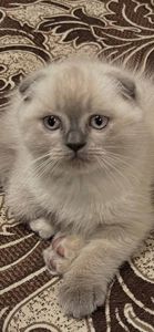 Продаються кошенята шотландські віком 2 місяці