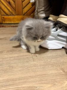 Кошеня висловухого шотландця