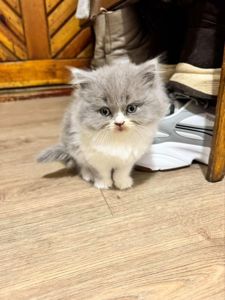 Кошеня висловухого шотландця