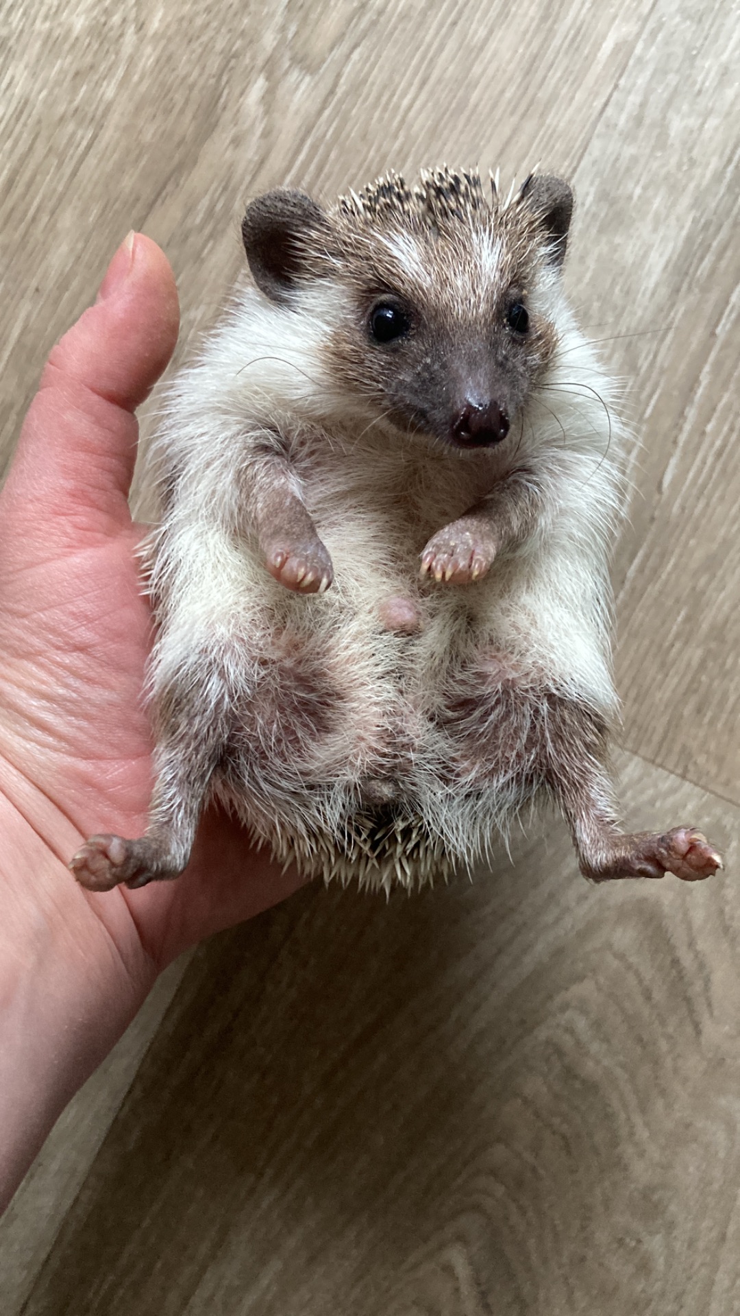 Їжак карликовий африканський, ежик