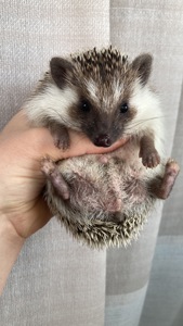 Їжак карликовий африканський, ежик